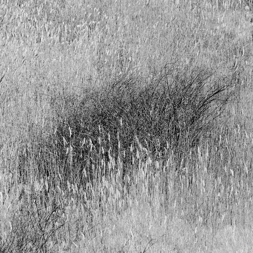 grayscale photo of grass field