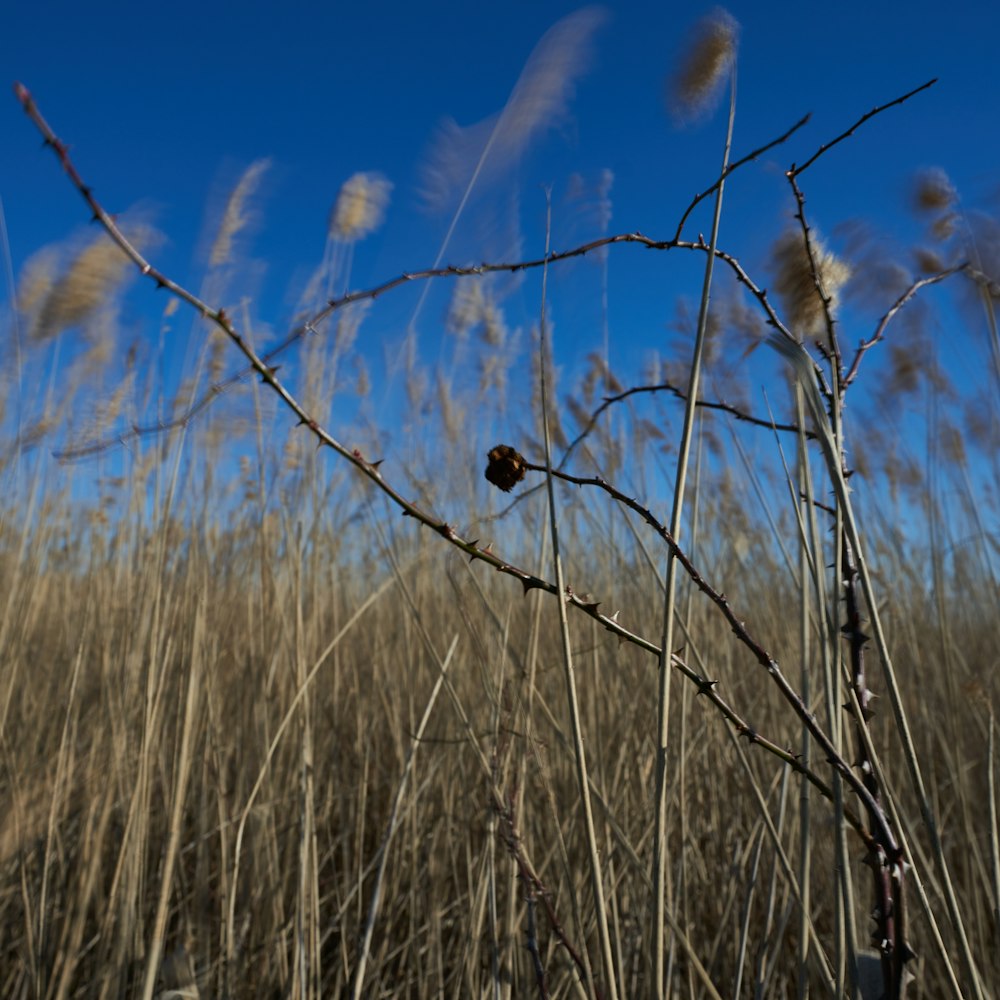 brown grass under blue sky during daytime