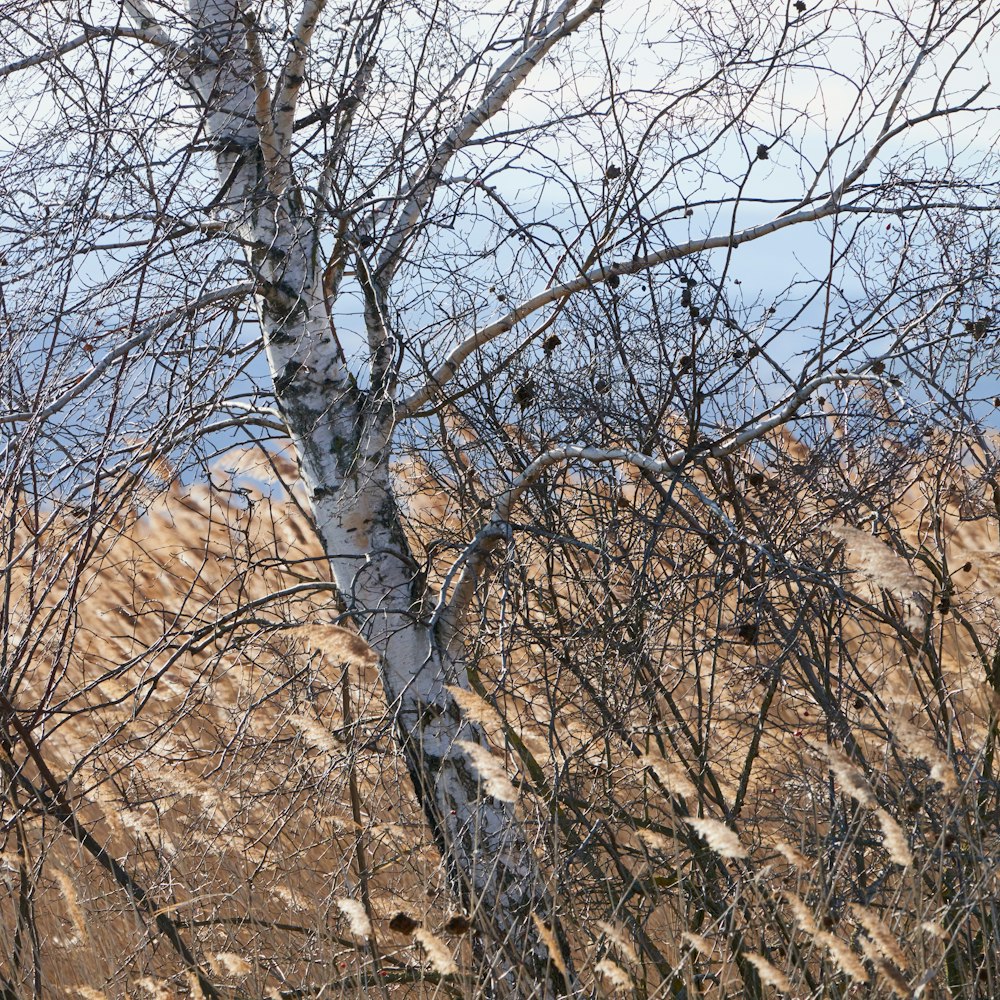 brown leafless tree during daytime