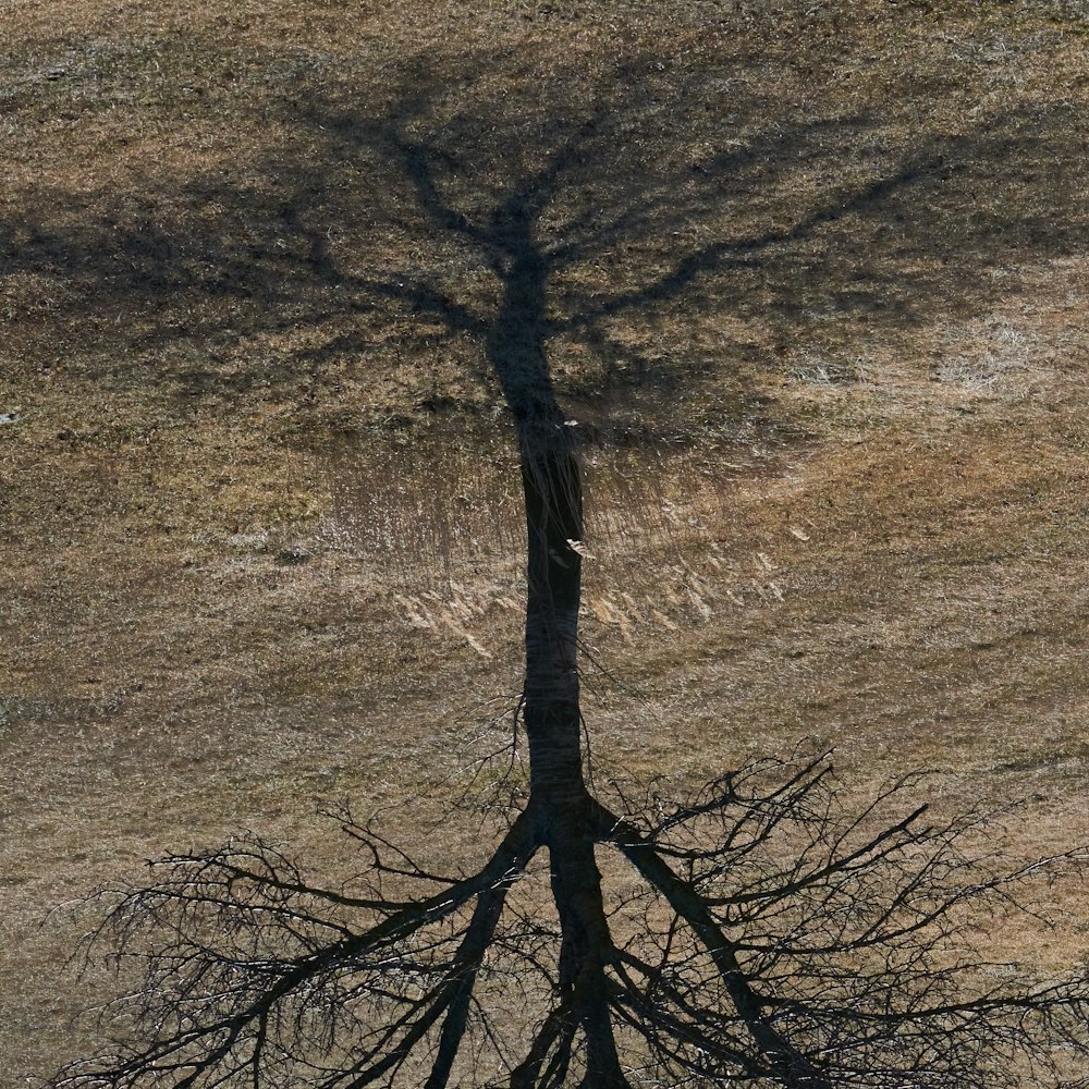 brown leafless tree on brown field
