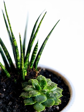 A close-up view of two different types of green plants growing in a pot filled with dark soil. The leaves are vibrant and shiny, with visible water droplets on them, suggesting they have been recently watered or are in a humid environment. The plants have noticeable textures and patterns, such as stripes on the taller leaves.