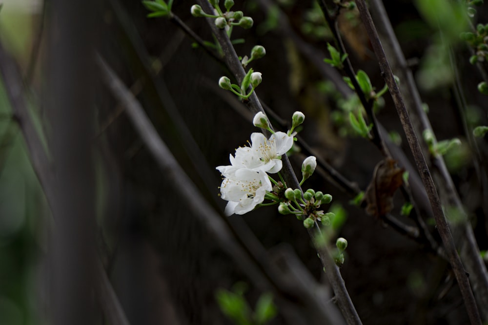 white flower with green leaves