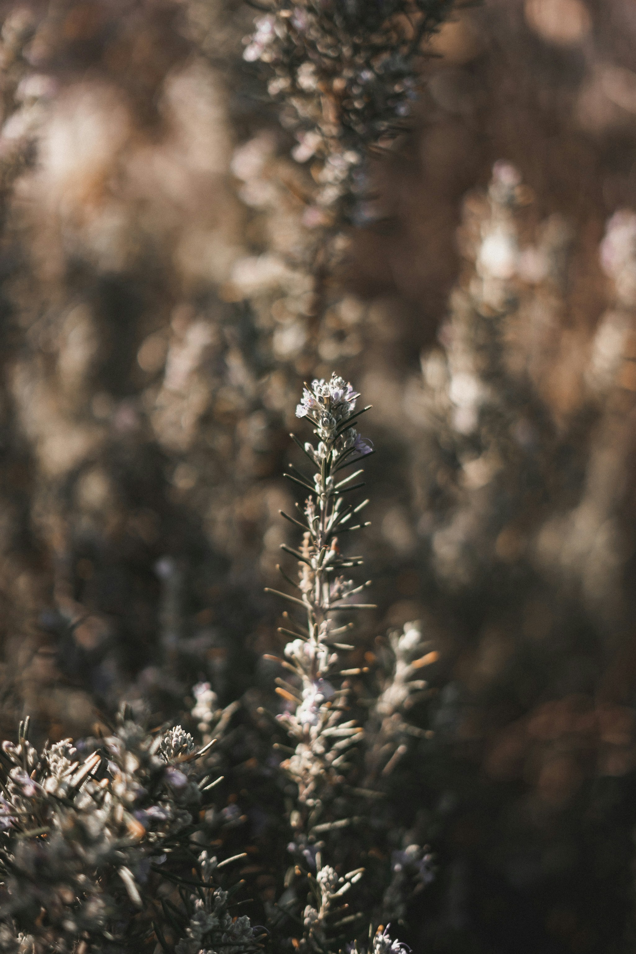 Photo by salvadorgodoyladrero