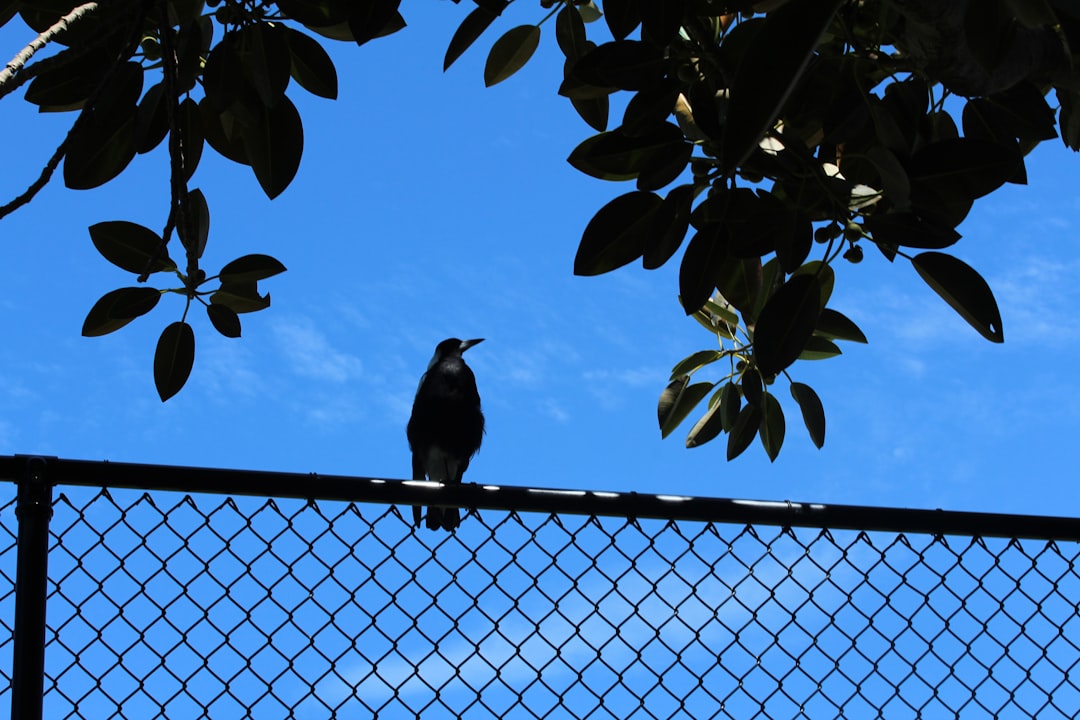grayscale photo of bird on wire fence