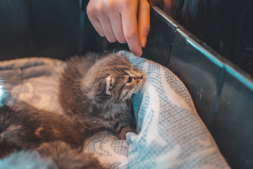 person holding brown tabby cat