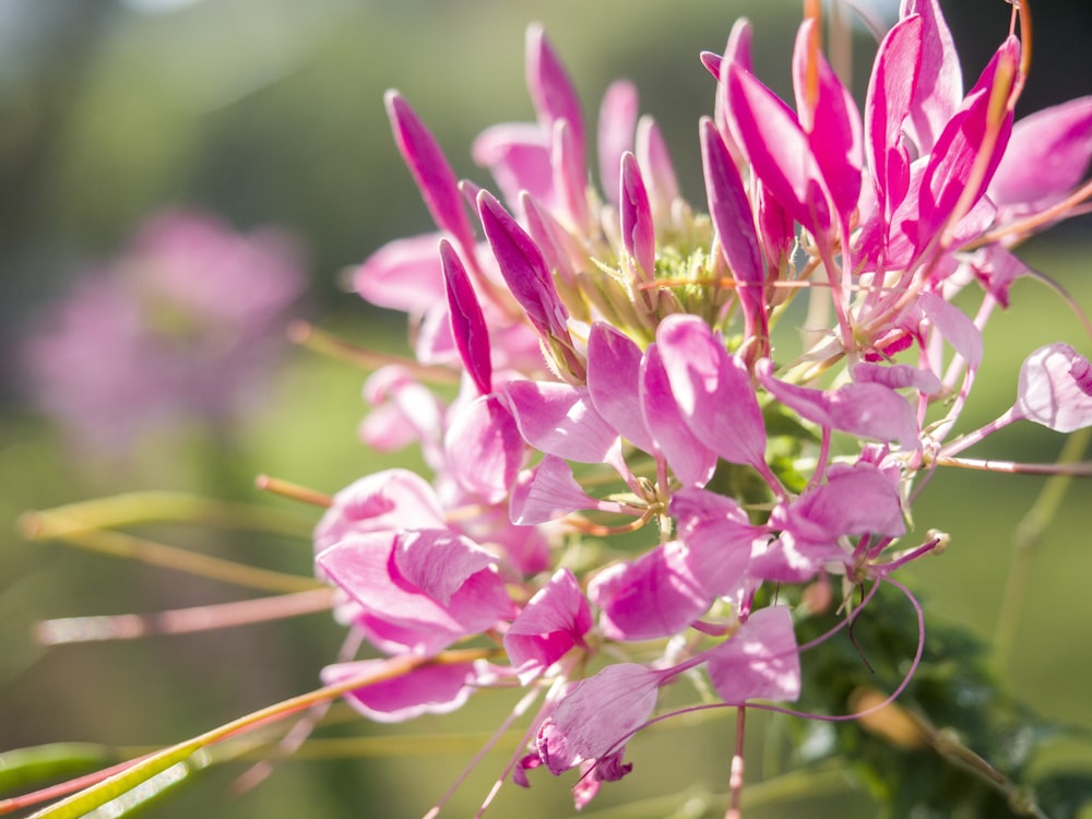 pink flowers in tilt shift lens