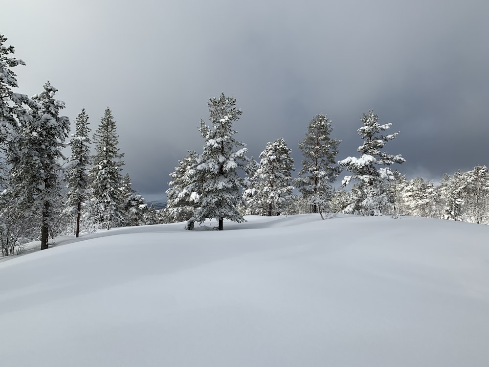 snow covered pine trees during daytime