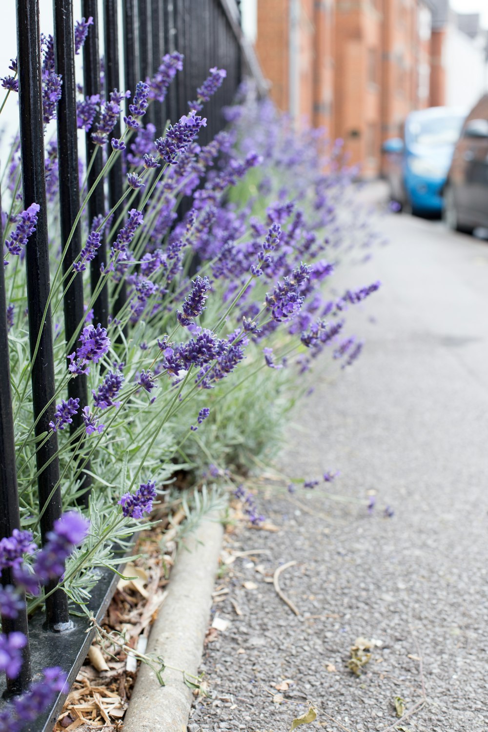 purple flowers beside gray concrete road during daytime