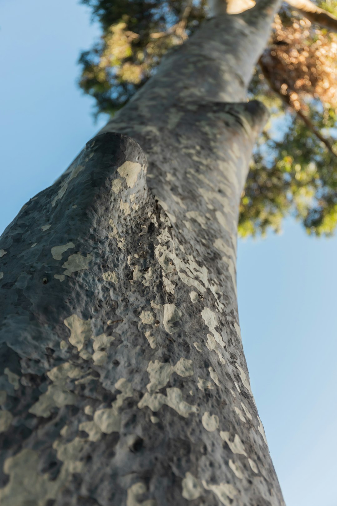 low angle photography of gray tree