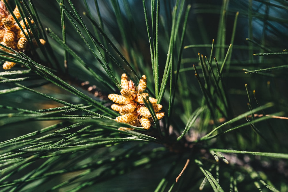 brown and green plant in close up photography