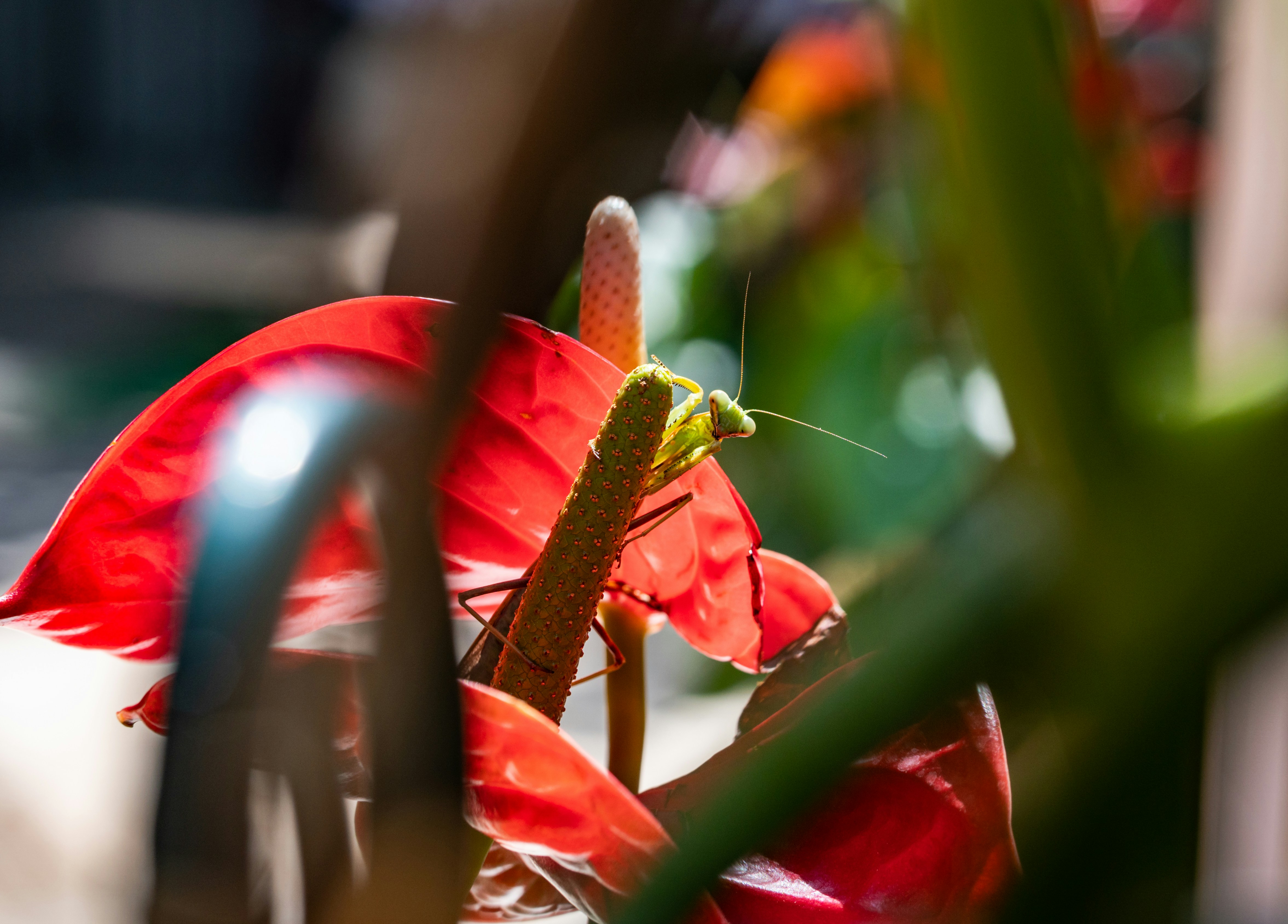 Photo by photograffihk