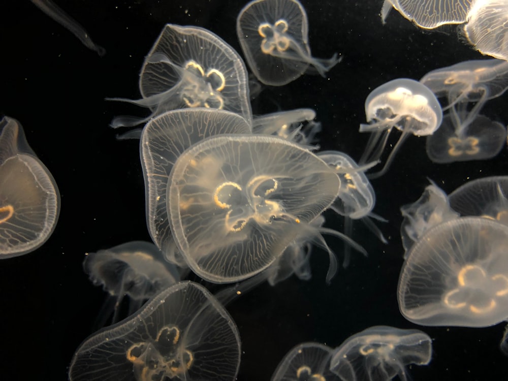 white jellyfish in water during daytime