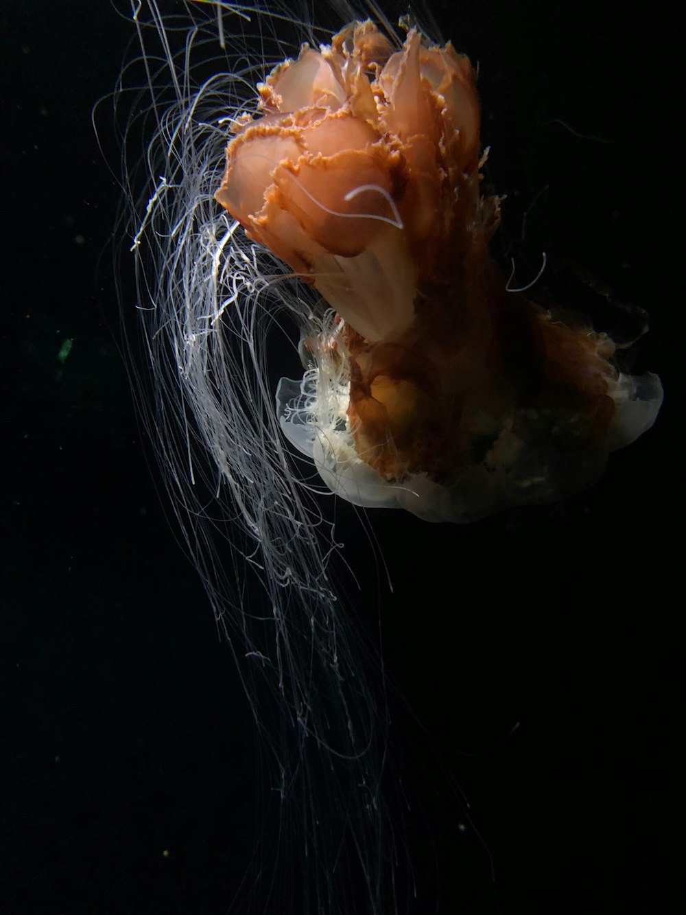 white and brown jellyfish in water