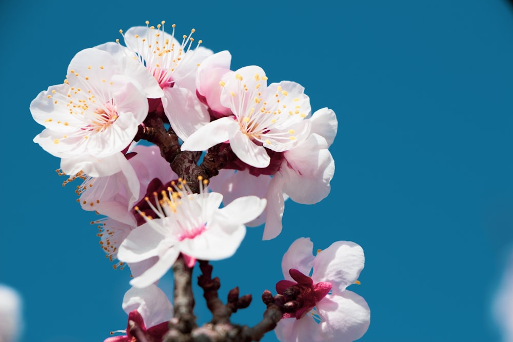 pink and white flower under blue sky during daytime