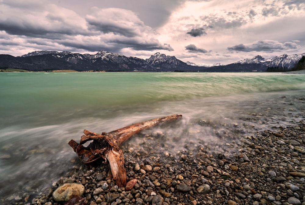 brown wood log on seashore during daytime