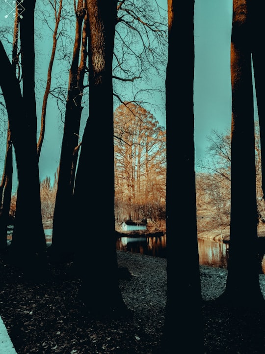 brown trees near body of water during daytime in Nicolae Romanescu Park Romania