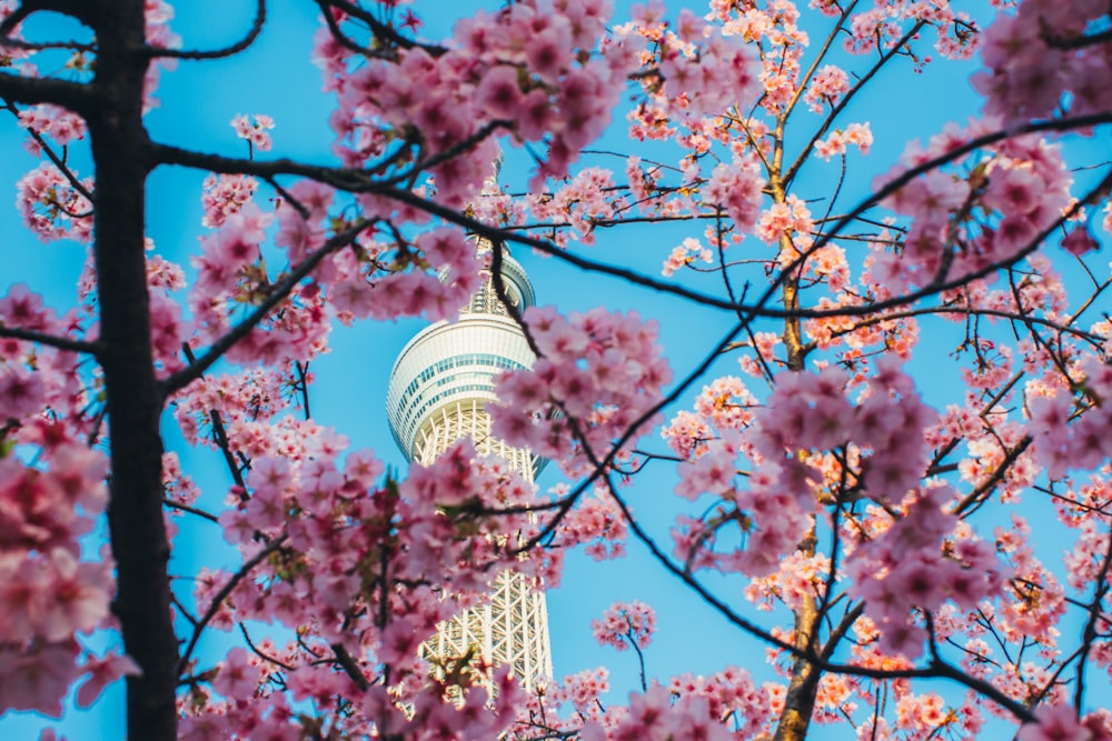 pink cherry blossom tree near white concrete building during daytime