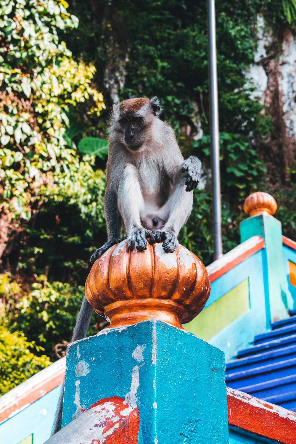 gray monkey sitting on brown and black round leather ottoman