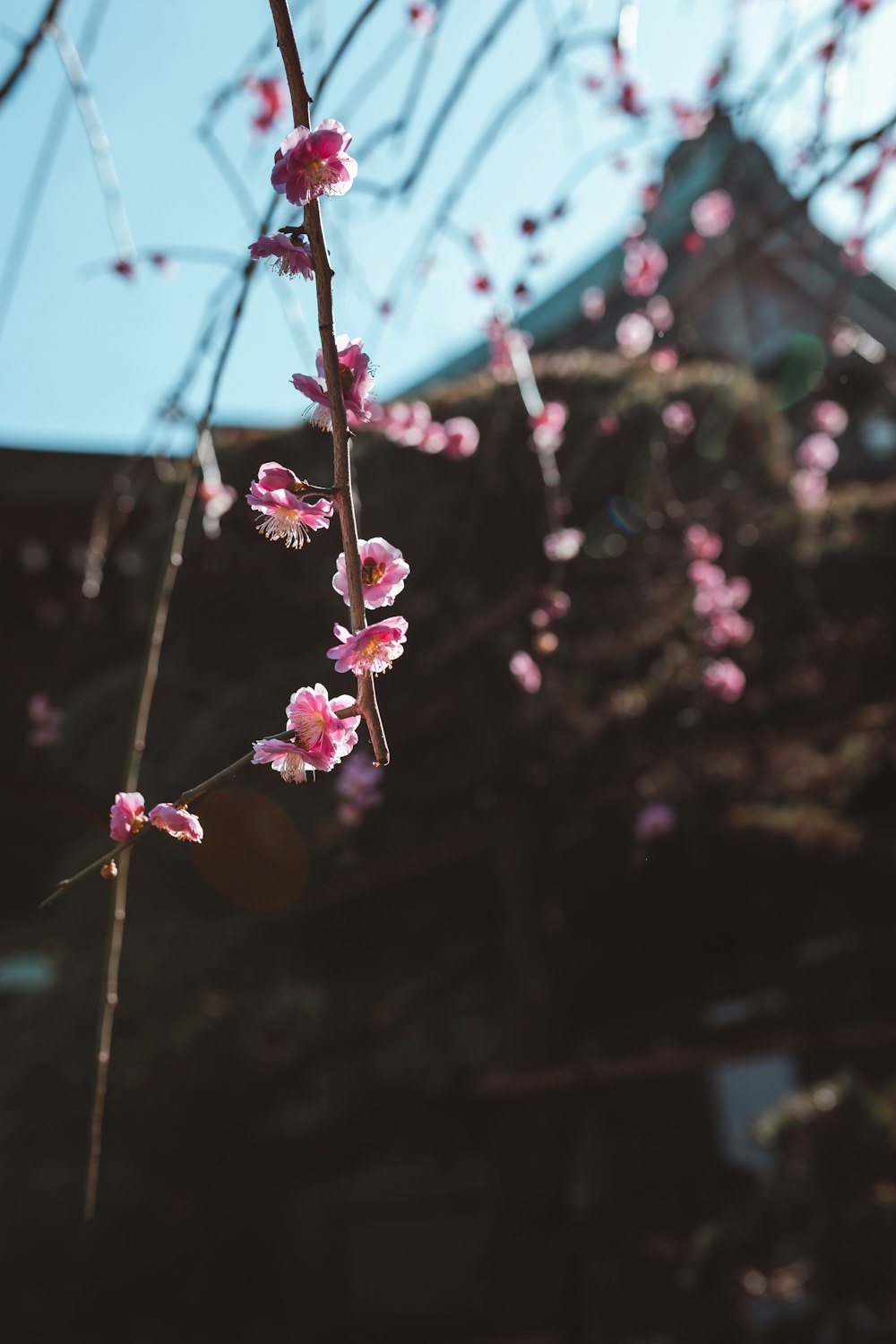 pink flower with green leaves