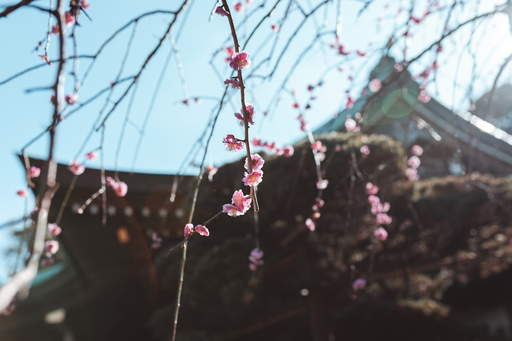 pink flowers in tilt shift lens