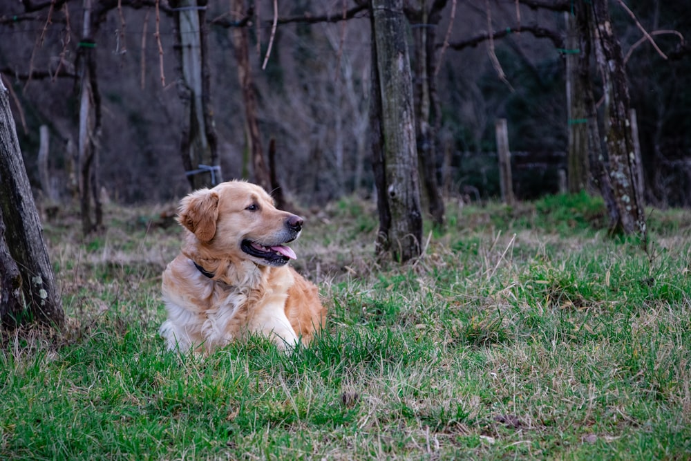 golden retriever lying on grass field during daytime