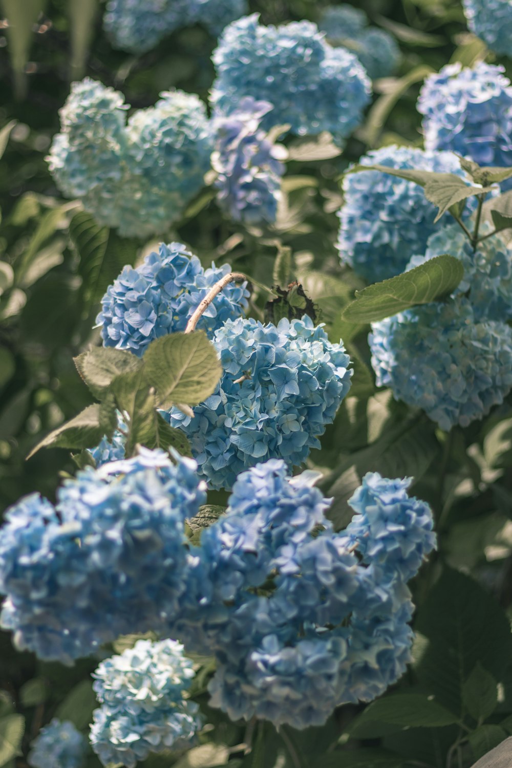 blue flowers with green leaves