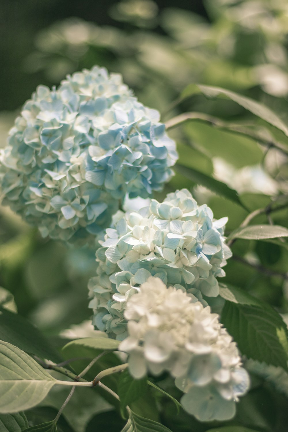 white and blue flower in close up photography