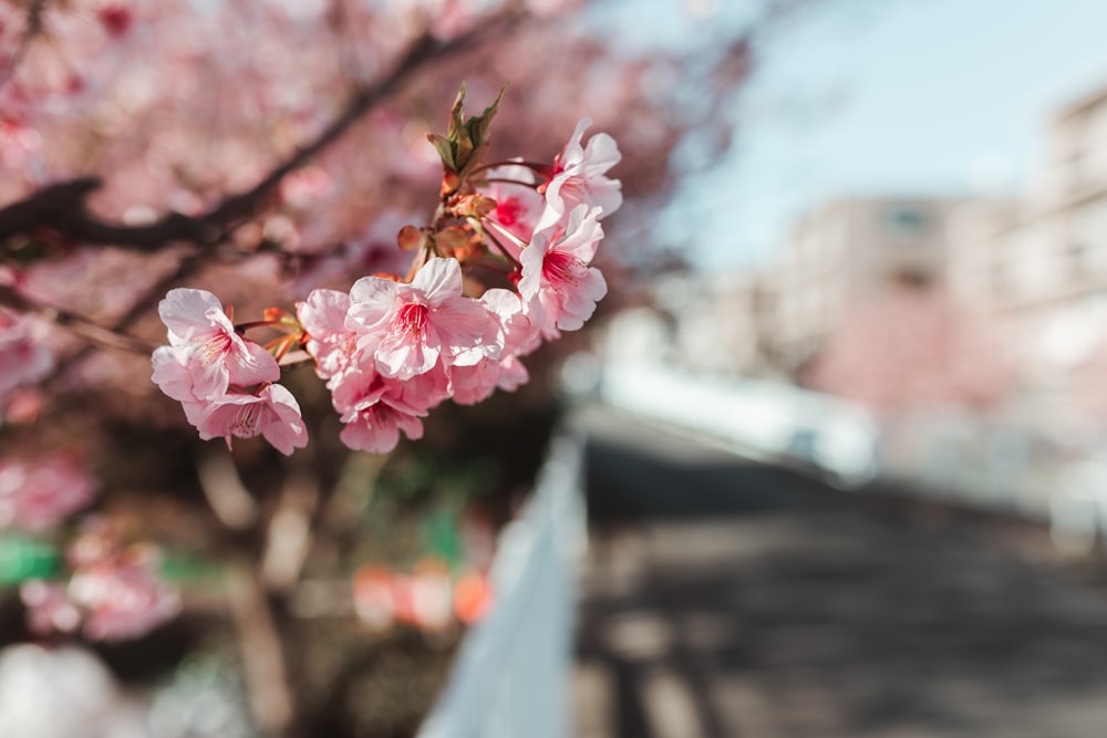 pink cherry blossom in bloom during daytime