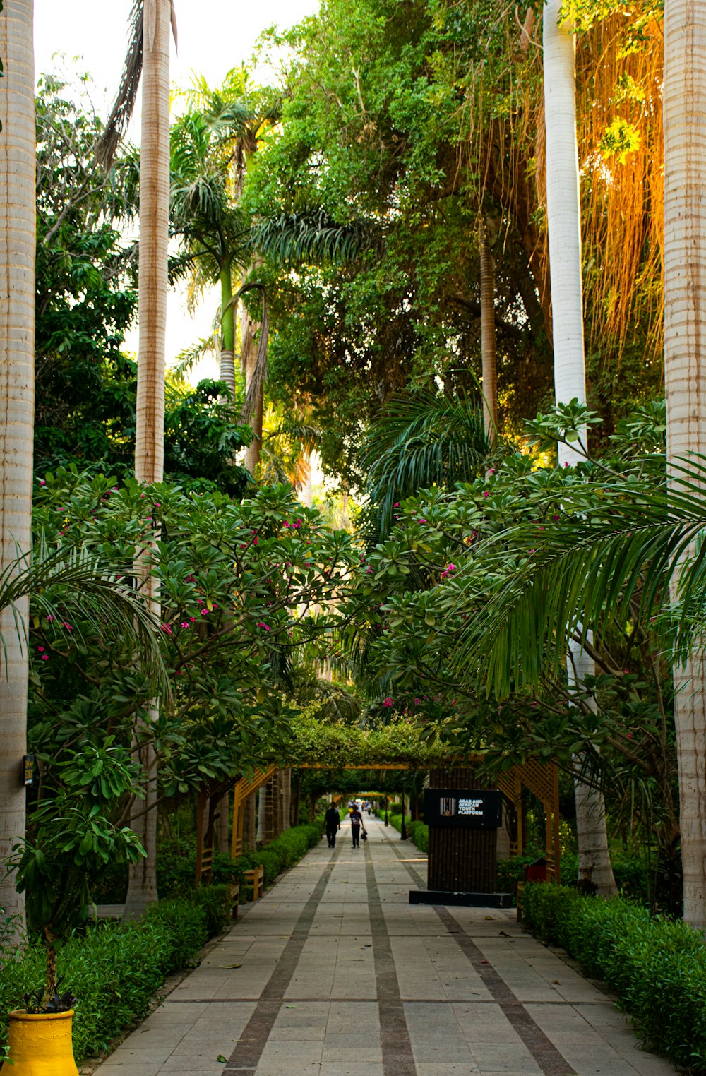 green palm tree near brown wooden fence