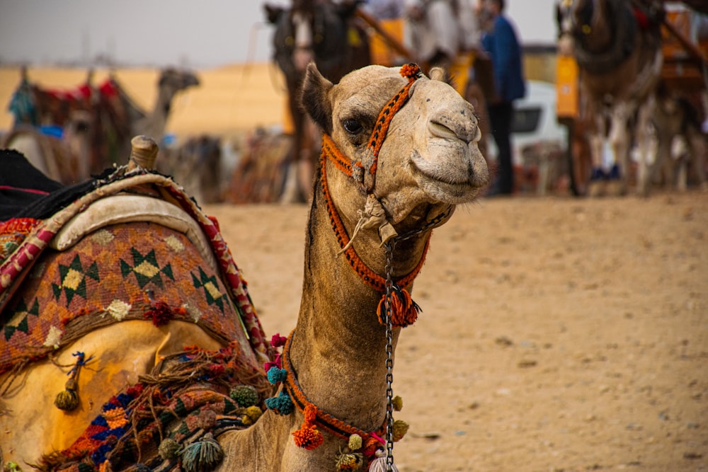 brown camel on brown sand during daytime