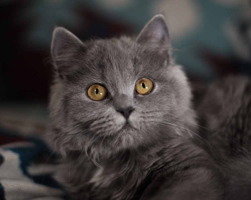 gato gris acostado sobre tela azul