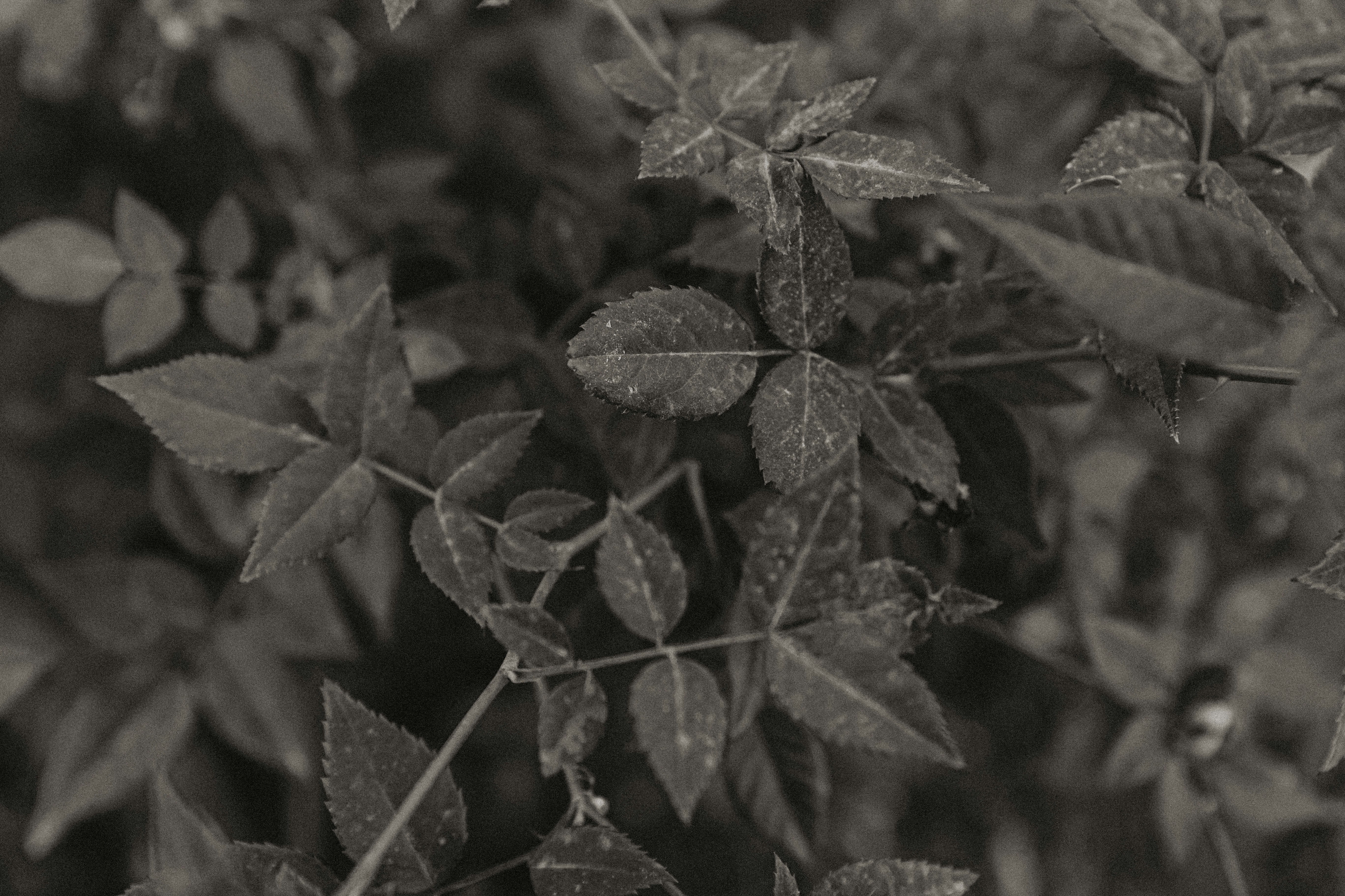 Photo by benignohoyuela