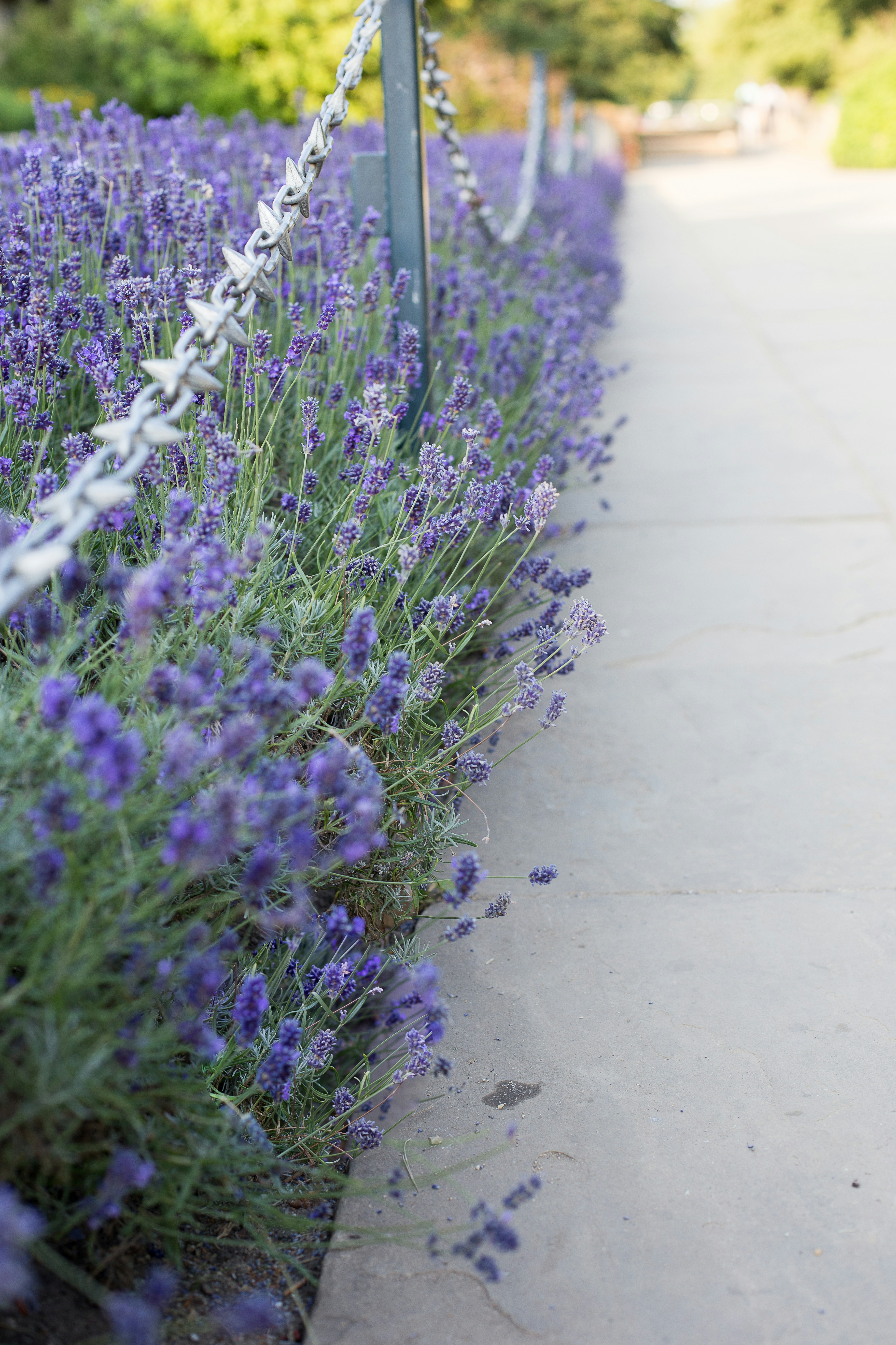 Lavender in Oxford