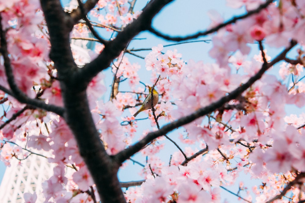 pink cherry blossom tree during daytime