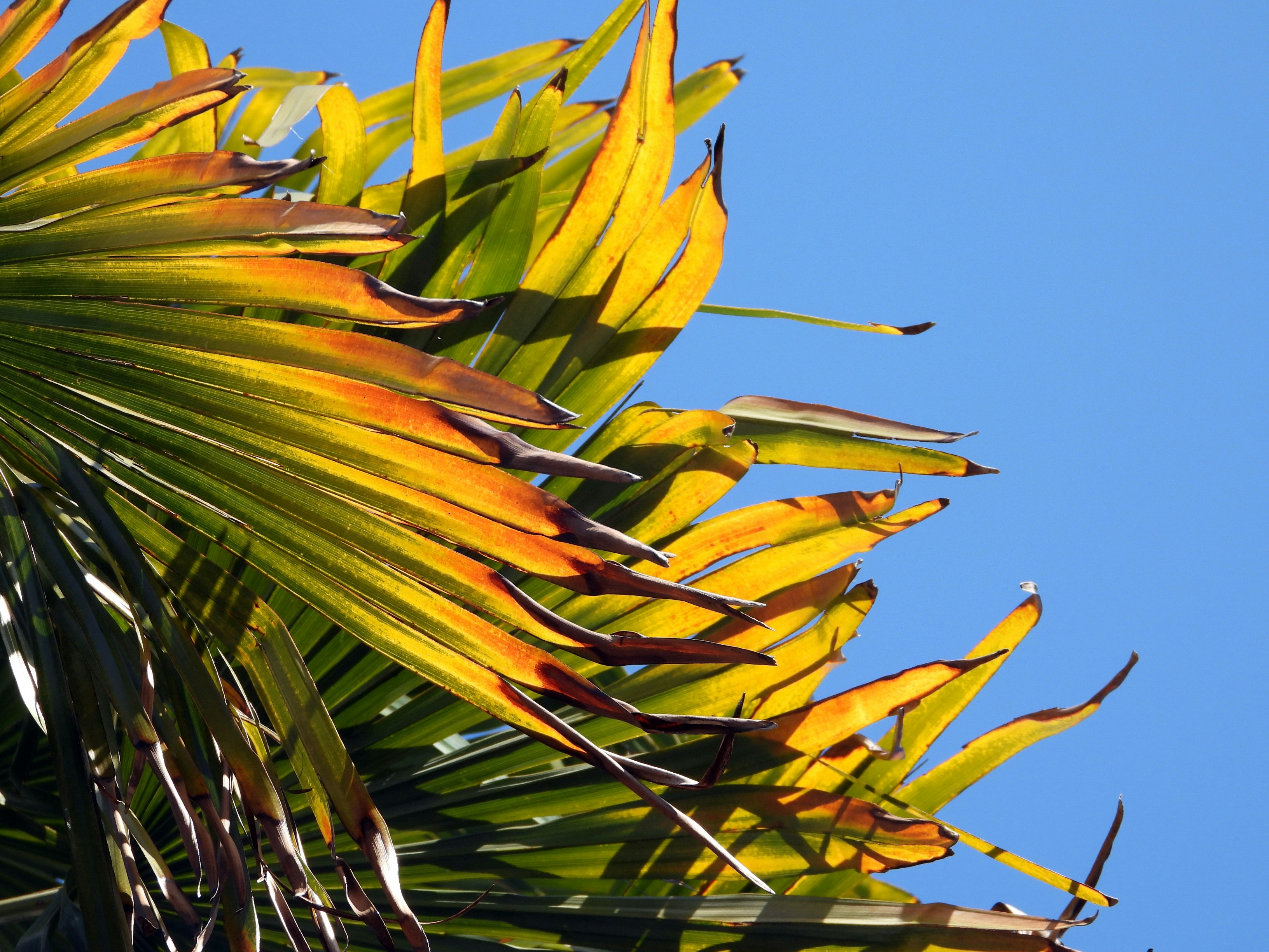 green and yellow leaves under blue sky during daytime