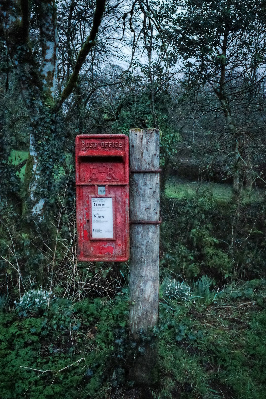 red mail box on brown tree trunk