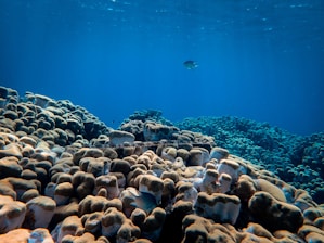 A serene underwater scene with a diver exploring colorful coral reefs and curious fish.