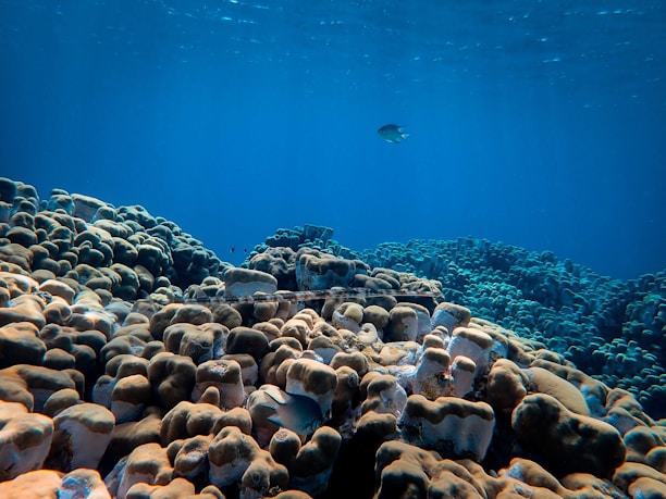 A serene underwater scene with a diver exploring colorful coral reefs and curious fish.