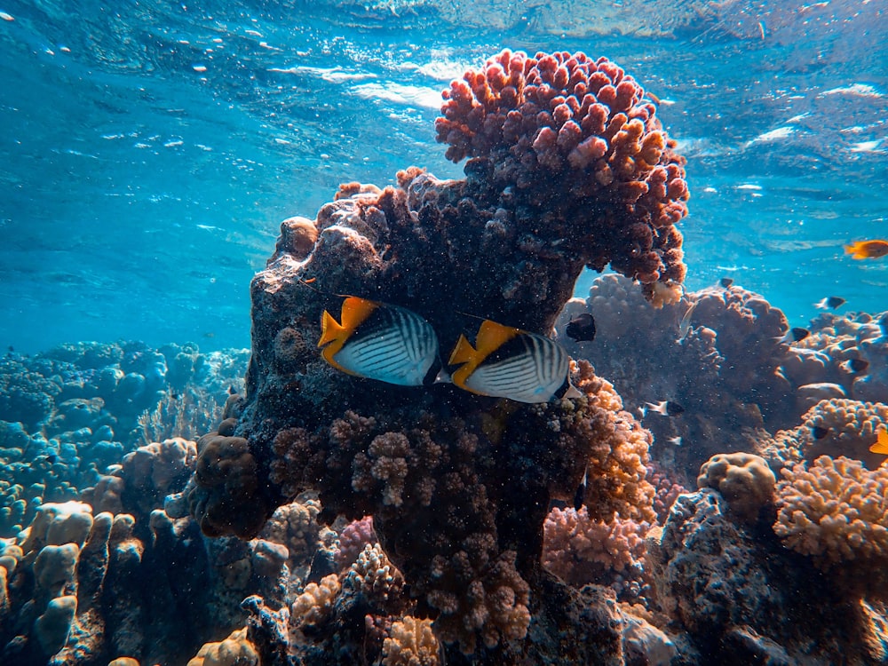 yellow and black fish on body of water