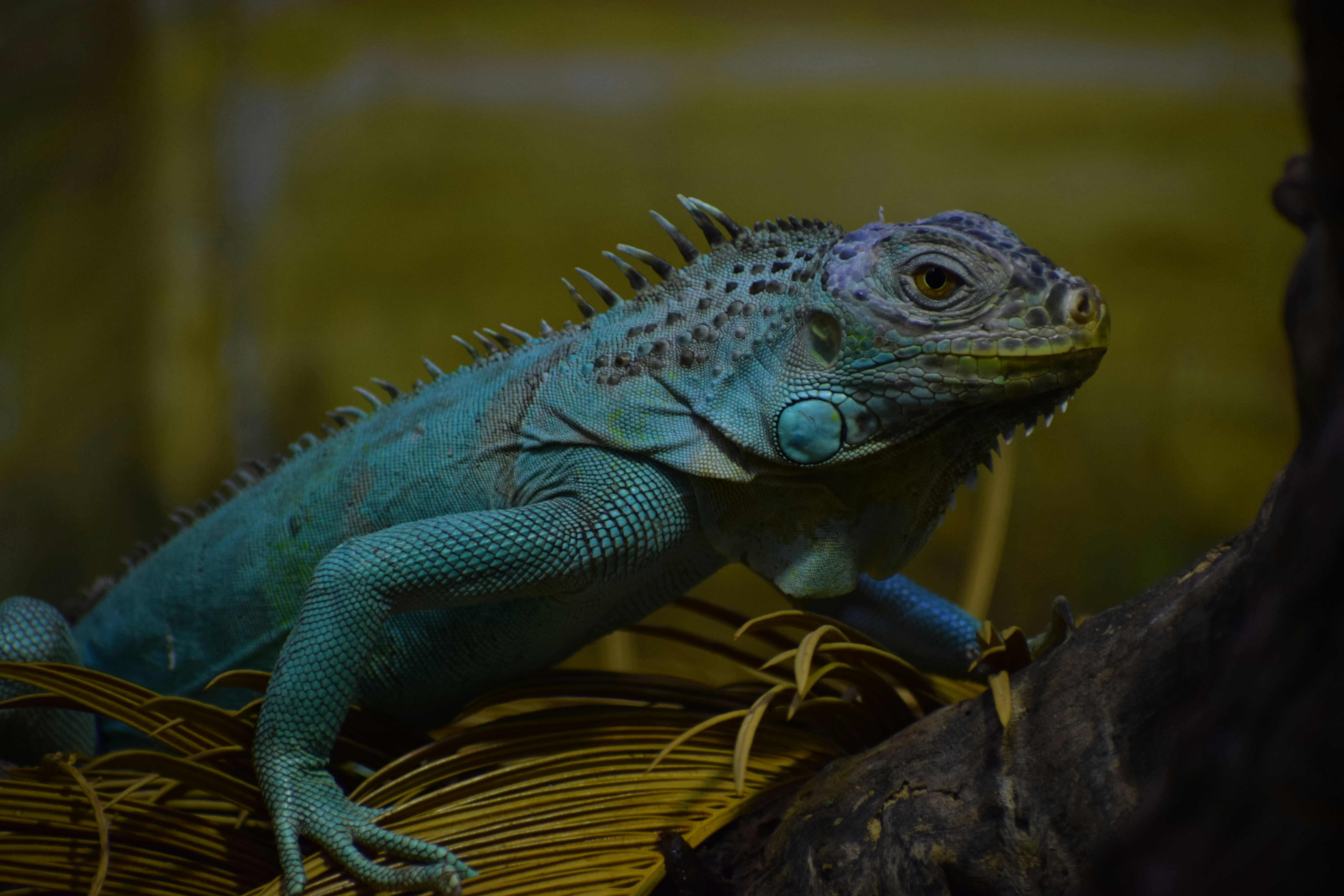 The Best Reptile Heat Lamps Dogtime