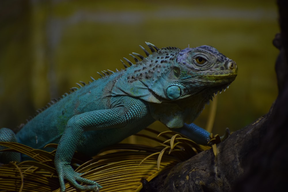 green and blue iguana on brown tree branch