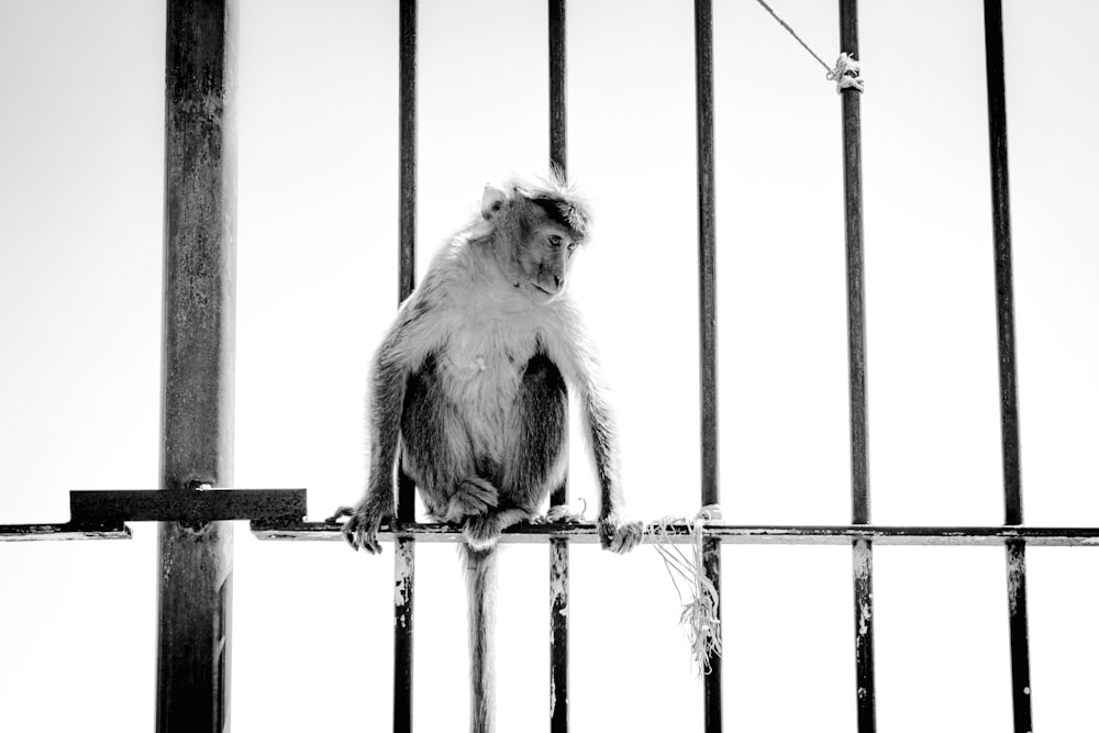 monkey on black metal fence