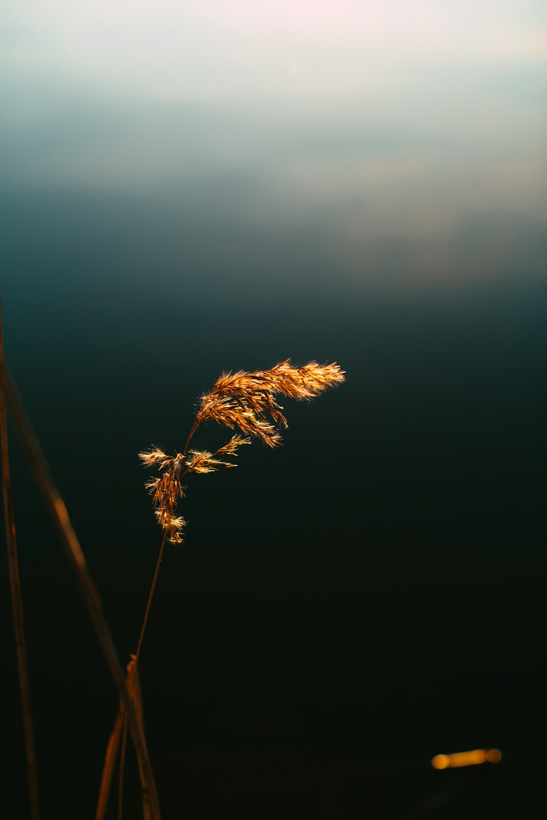 brown plant in close up photography