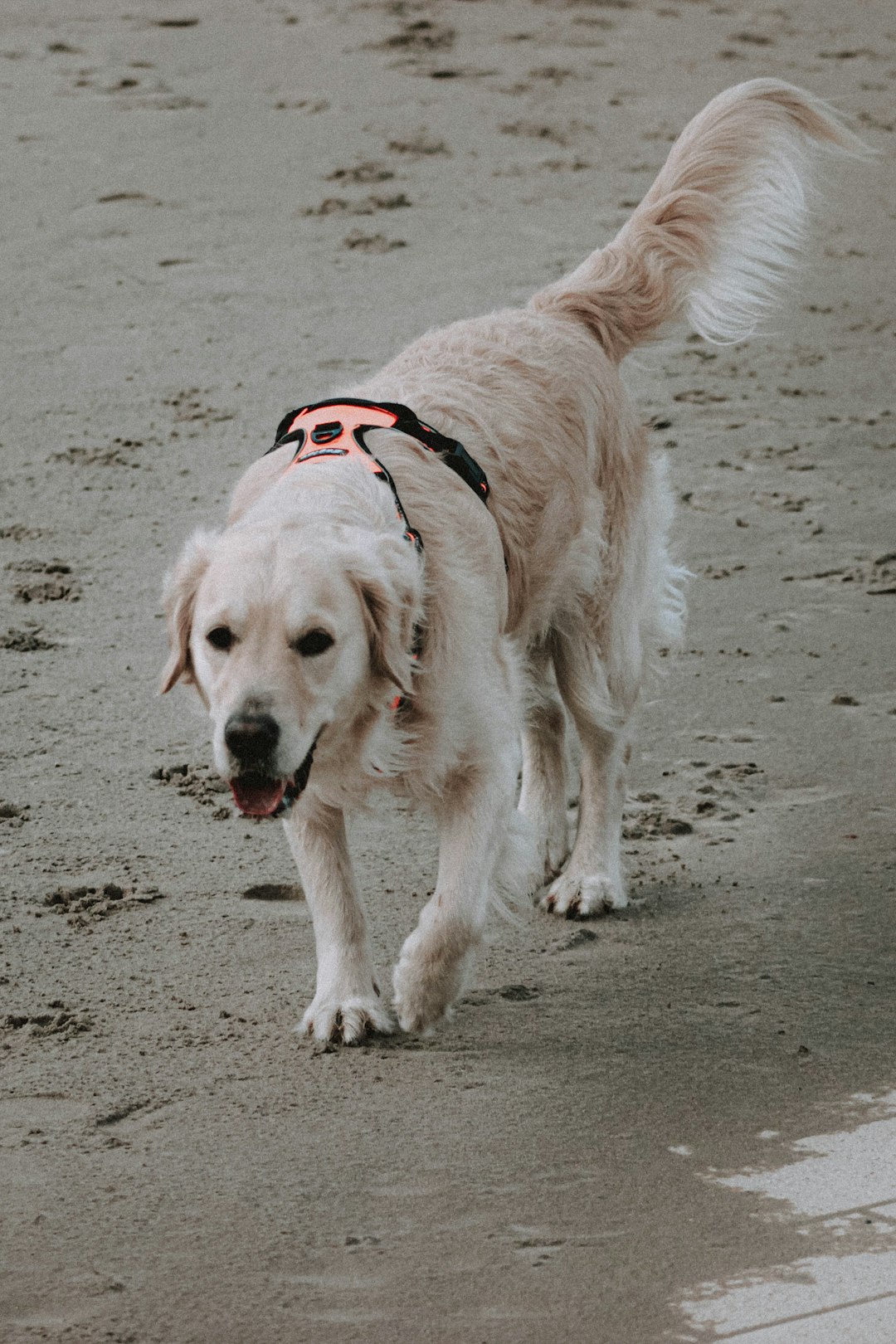 golden retriever with red dog leash on beach during daytime
