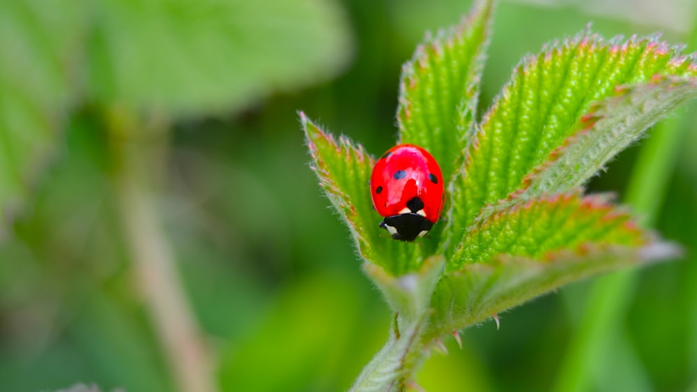 Mariquita roja en hoja verde en fotografía de primer plano durante el día