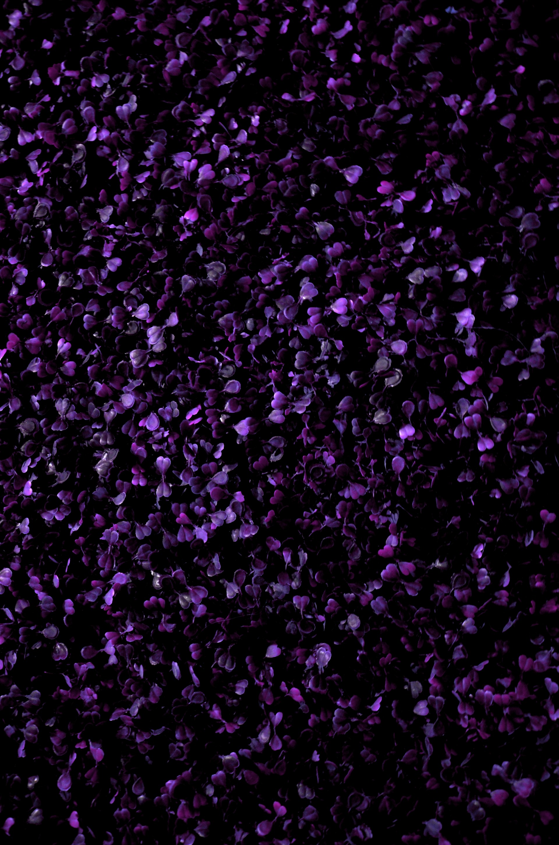 purple and white flower petals