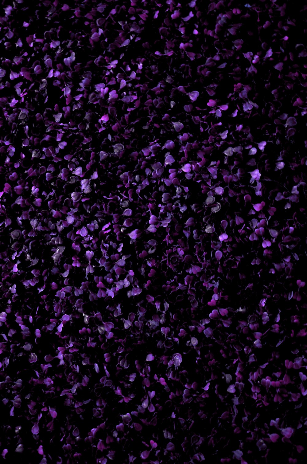 purple and white flower petals