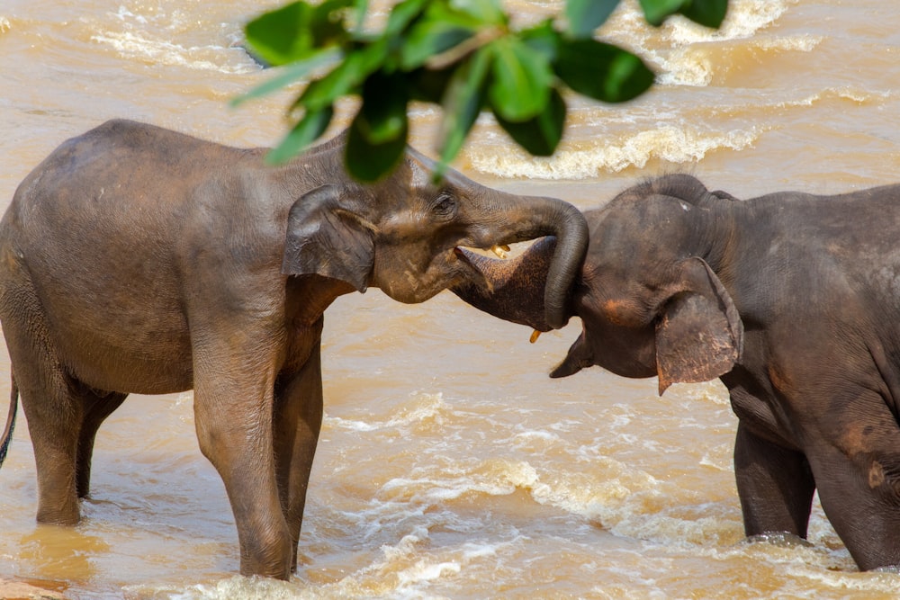 elephant on water during daytime