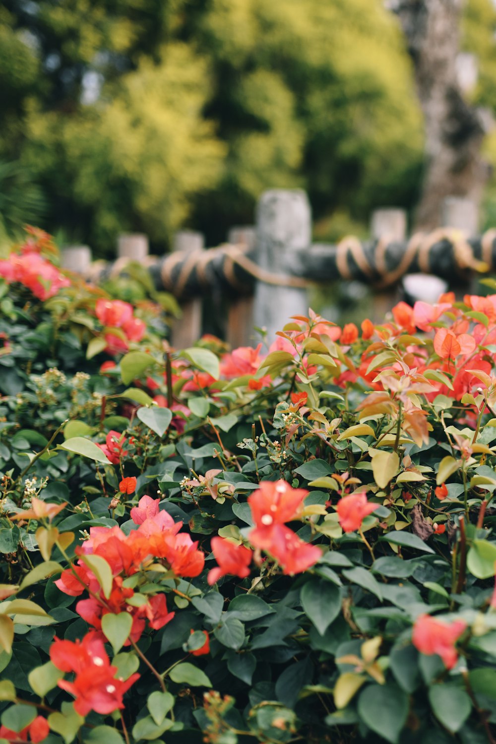 red flowers with green leaves