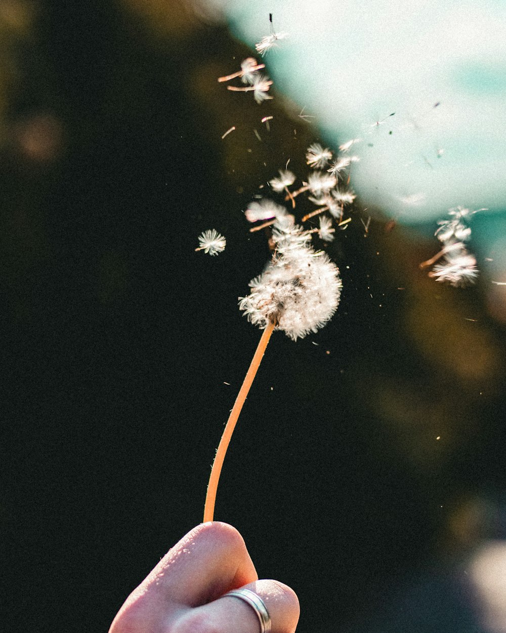 a person holding a dandelion in their hand